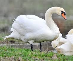 Attēlu rezultāti vaicājumam “Cygnus olor adult”
