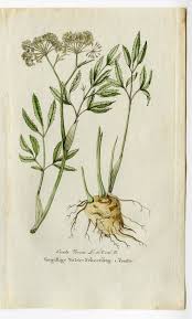 Attēlu rezultāti vaicājumam “Cicuta virosa”