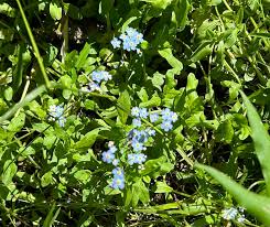 Attēlu rezultāti vaicājumam “Myosotis laxa subsp. baltica leaf”