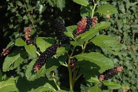 Attēlu rezultāti vaicājumam “Phytolacca acinosa leaf”