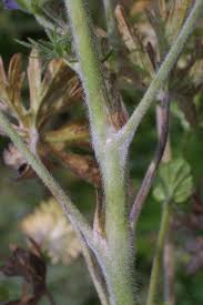 Attēlu rezultāti vaicājumam “Geranium dissectum fruit”