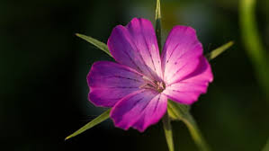 Image result for Kornrade