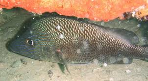 Image result for Haemulon plumierii