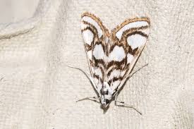 Attēlu rezultāti vaicājumam “Nymphula nitidulata”