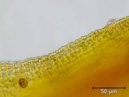 Attēlu rezultāti vaicājumam “Seligeria donniana”