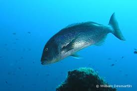 Image result for Dentex dentex