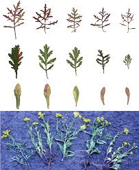 Attēlu rezultāti vaicājumam “Senecio vernalis leaf”