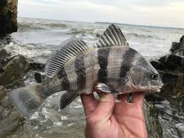 Image result for Pogonias cromis