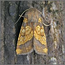 Attēlu rezultāti vaicājumam “Gortyna flavago”