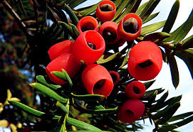 Attēlu rezultāti vaicājumam “Taxus baccata fruit”