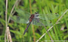Attēlu rezultāti vaicājumam “Leucorrhinia rubicunda”
