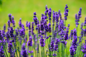Image result for Lavendel