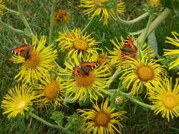 Image result for Telekia speciosa