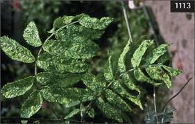 Attēlu rezultāti vaicājumam “Sorbus aucuparia leaf”