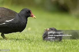 Attēlu rezultāti vaicājumam “Gallinula chloropus juvenile”
