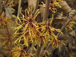 Attēlu rezultāti vaicājumam “Hamamelis vernalis”