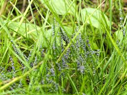 Attēlu rezultāti vaicājumam “Badhamia foliicola spores”