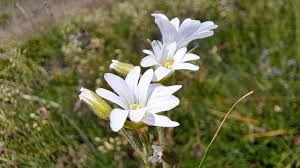 Attēlu rezultāti vaicājumam “Cerastium arvense flower”