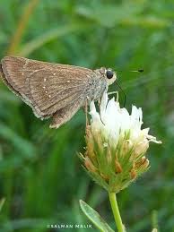 Attēlu rezultāti vaicājumam “Hepialus sylvina”