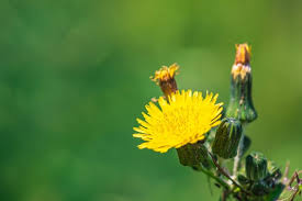 Attēlu rezultāti vaicājumam “Sonchus asper flower”