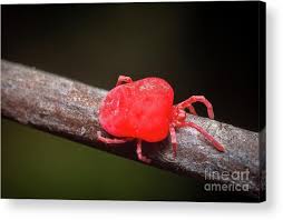 Attēlu rezultāti vaicājumam “Trombidiidae”