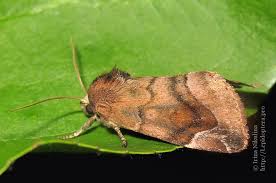 Attēlu rezultāti vaicājumam “Cosmia pyralina”