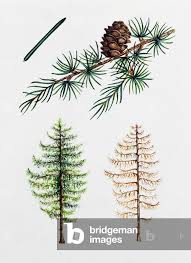 Attēlu rezultāti vaicājumam “Larix kaempferi fruit”