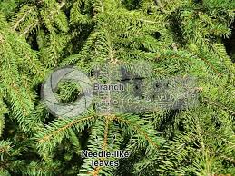 Attēlu rezultāti vaicājumam “Picea abies leaf”