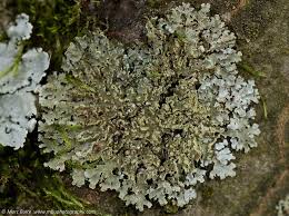 Attēlu rezultāti vaicājumam “Physconia enteroxantha”