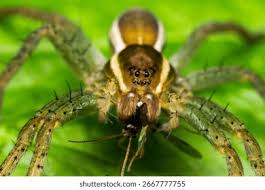 Attēlu rezultāti vaicājumam “Pisauridae”