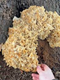 Attēlu rezultāti vaicājumam “Hapalopilus croceus”