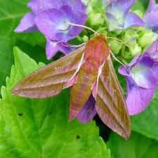 Attēlu rezultāti vaicājumam “Deilephila elpenor imago”