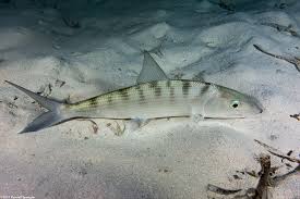 Image result for Albula vulpes