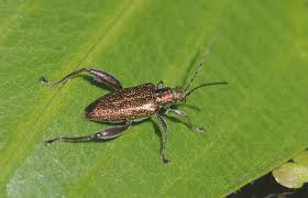 Attēlu rezultāti vaicājumam “Donacia dentata”