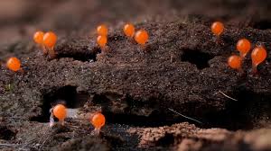 Attēlu rezultāti vaicājumam “Hemitrichia clavata stalked”