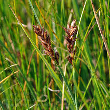 Attēlu rezultāti vaicājumam “Blysmus compressus”
