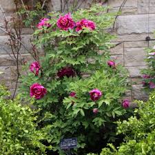 Attēlu rezultāti vaicājumam “Paeoniaceae”