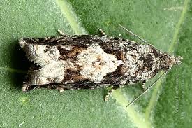 Attēlu rezultāti vaicājumam “Epinotia immundana”