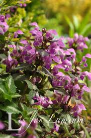 Attēlu rezultāti vaicājumam “Lamium”