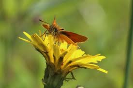 Attēlu rezultāti vaicājumam “Thymelicus lineola”