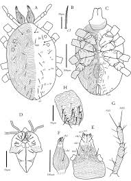 Attēlu rezultāti vaicājumam “Diaperis boleti imago”
