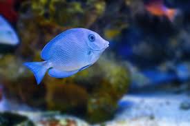 Image result for Acanthurus coeruleus