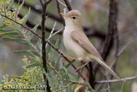 Image result for Hippolais pallida