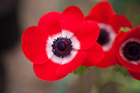 Attēlu rezultāti vaicājumam “Anemone”