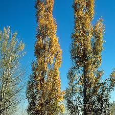 Attēlu rezultāti vaicājumam “Populus tremula”