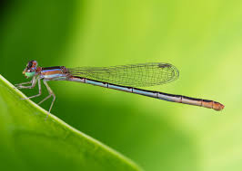 Attēlu rezultāti vaicājumam “Licea pygmaea macro”