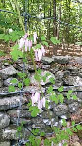 Image result for Adlumia fungosa