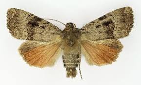 Attēlu rezultāti vaicājumam “Amphipyra pyramidea”