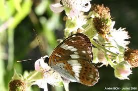 Attēlu rezultāti vaicājumam “Limenitis camilla upperside”