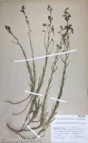 Image result for Campanula moesiaca